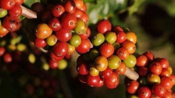 Giá nông sản hôm nay 16/7: Cà phê dậy sóng sau đợt giảm đột ngột, hồ tiêu đi ngang giữ đỉnh 70.000 đồng/kg