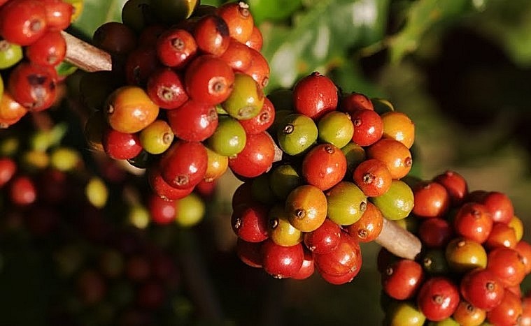 Giá nông sản hôm nay (16/7), giá cà phê có một tuần dậy sóng. Sau những phiên biến động, cà phê tuần qua “bốc hơi” 1.200 - 1.400 đồng/kg. Giá nông sản hôm nay (16/7), giá cà phê có một tuần dậy sóng. Sau những phiên biến động, cà phê tuần qua “bốc hơi” 1.200 - 1.400 đồng/kg.