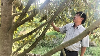 Tăng diện tích sầu riêng lên 5.000ha, Gia Lai tạo sức bật từ canh tác hữu cơ tới lên kết mở rộng thị trường