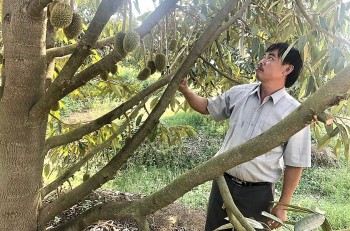 Tăng diện tích sầu riêng lên 5.000ha, Gia Lai tạo sức bật từ canh tác hữu cơ tới lên kết mở rộng thị trường