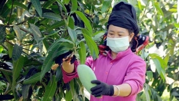 Trúng đậm  vụ xoài, nông dân Sơn La lại lo giá rớt mạnh, tỉnh khẩn trương chỉ đạo giải pháp tiêu thụ