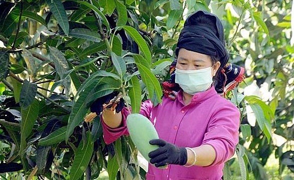 Tỉnh Sơn La bước vào vụ thu hoạch xoài.