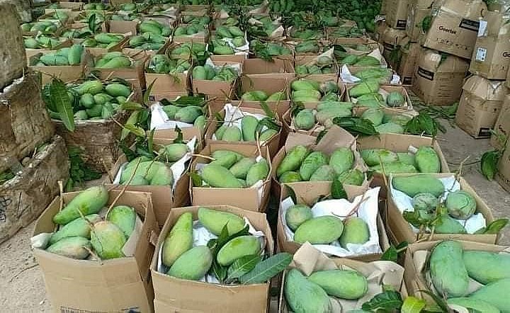 Sơ chế, đóng gói xoài tập trung tại HTX Nông nghiệp an toàn Chiềng Hặc.