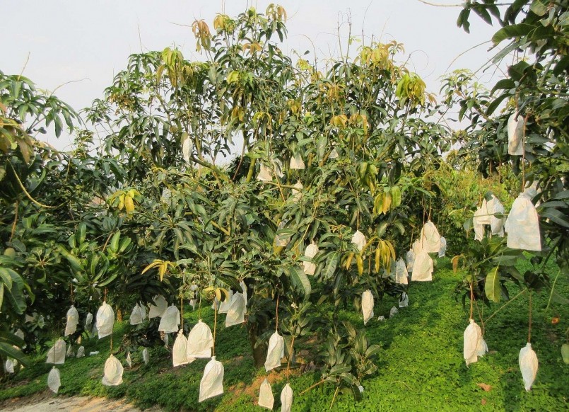 Xoài được canh tác theo hướng hữu cơ.