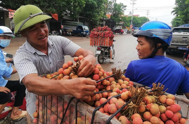 Bắc Giàn tìm mọi giải pháp để đưa trái vải đến tay người tiêu dùng.