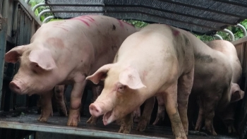 Giá heo hơi hôm nay 17/7: Bám sát mốc 70.000 đồng/kg, có hội bứt giá khi người nuôi dè dặt tái đàn