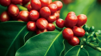 Giá nông sản hôm nay 17/7: Giá cà phê sàn kỳ hạn tăng dồn dập, hồ tiêu đi ngang chờ đột biến mới