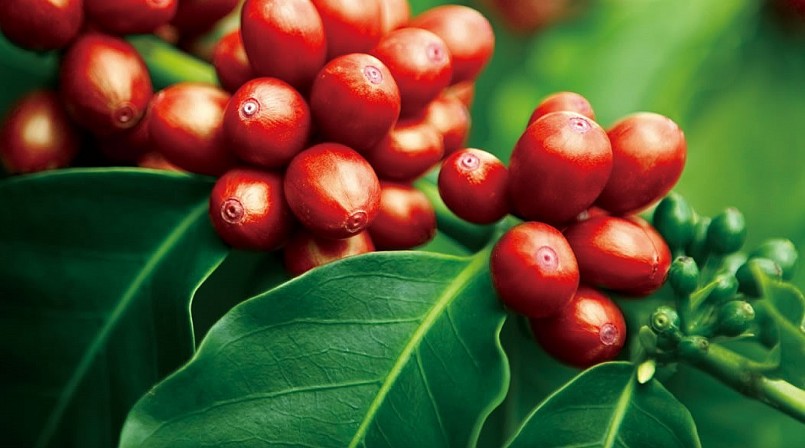 Giá nông sản hôm nay (17/7), Giá cà phê hôm nay sắc xanh bao phủ sàn kỳ hạn trong phiên đầu tuần.