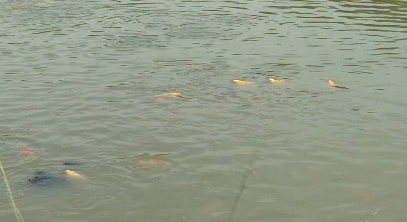 Nuôi ghép cá chép Koi với cá truyền thống nhằm tận dụng diện tích mặt nước.