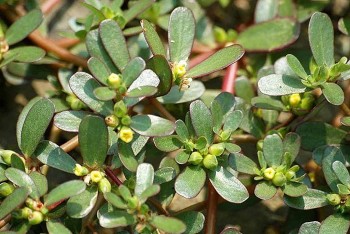 Cây mọc dại ở Việt Nam, có loại làm thức ăn cho gia súc, sang nước ngoài giá cao vẫn được săn lùng