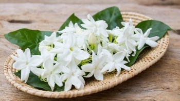 Công dụng không tưởng của hoa Nhài trong làm đẹp