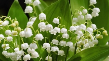 4 loại hoa được mệnh danh là “máy khử trùng bậc thầy”