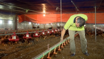 Nuôi gà Mía đặc sản hàng vạn con trong trại khép kín, nông dân quê lúa lãi 750 triệu đồng mỗi năm