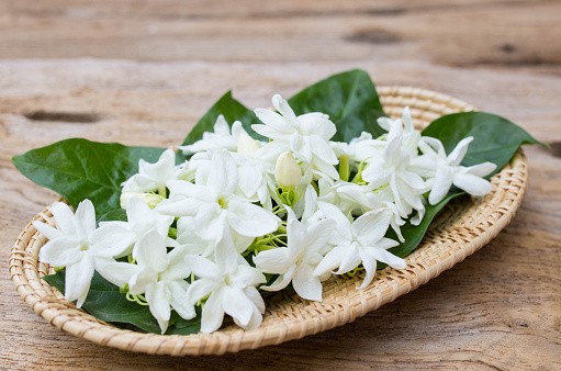 Công dụng của hoa nhài trong làm đẹp