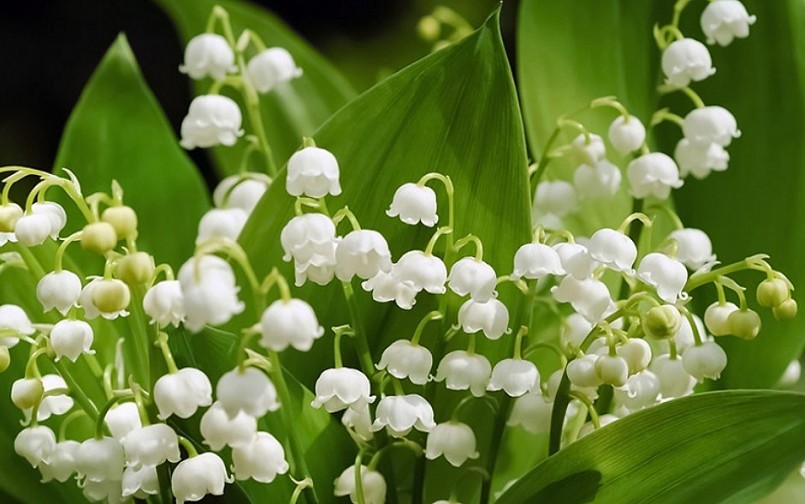 4 loại hoa được mệnh danh là “máy khử trùng bậc thầy”