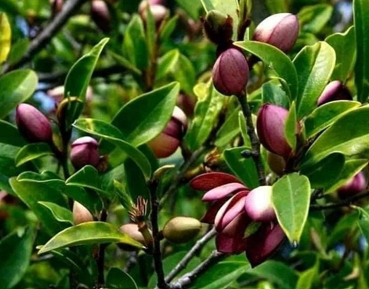 4 loại hoa được mệnh danh là “máy khử trùng bậc thầy”