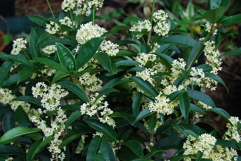 4 loại hoa được mệnh danh là “máy khử trùng bậc thầy”