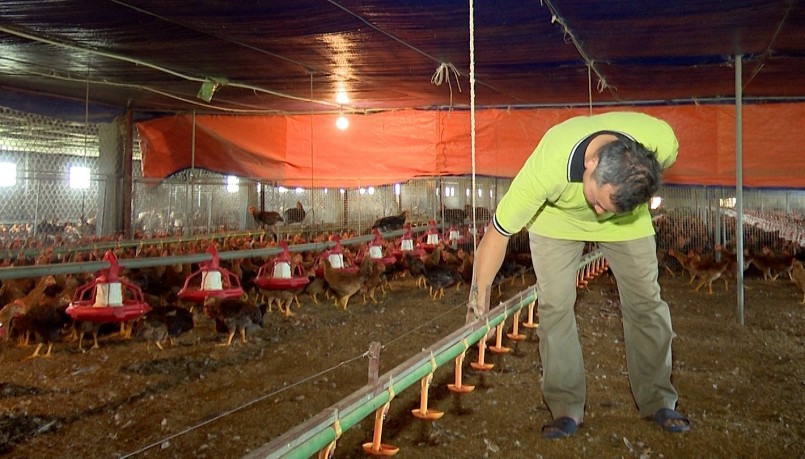 Bình quân mỗi năm gia đình ông Khang thu lãi 750 triệu đồng từ nuôi gà Mía thương phẩm.