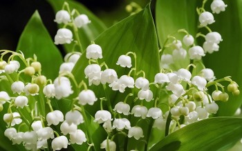 4 loại hoa được mệnh danh là “máy khử trùng bậc thầy”