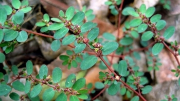 Tác dụng hữu ích của cây cỏ sữa lá nhỏ