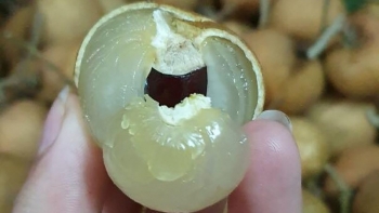 Những loại nhãn lạ giá đắt gấp đôi, gấp ba nhãn thường, nhà vườn thu không kịp bán
