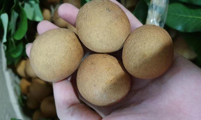 Nhãn bắp cải đang gây sốt trên thị trường, được mọi người lùng mua về thưởng thức