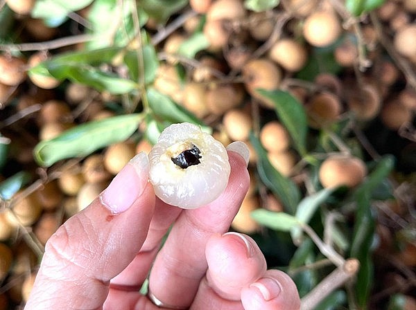 Nhãn tiêu có hạt nhỏ, cùi dày và kích thước quả cũng nhỏ