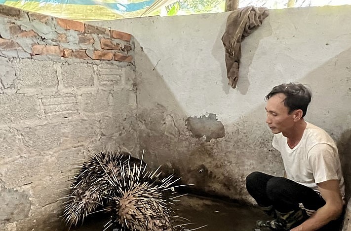 Cơ sở nuôi nhím của anh Nhữ Văn Vũ, thôn Ngọc Lâm, xã Đồng Tâm (Lạc Thủy) cho hiệu quả kinh tế cao, đầu ra ổn định.