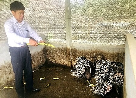 Người dân xã Đồng Tâm mở rộng quy mô nuôi con đặc sản nhằm tận dụng lợi thế của địa phương.