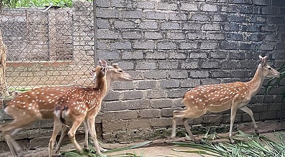 Nuôi hưu sao lấy nhung được nhiều hộ dân triển khai và thu về lợi nhuận cao.