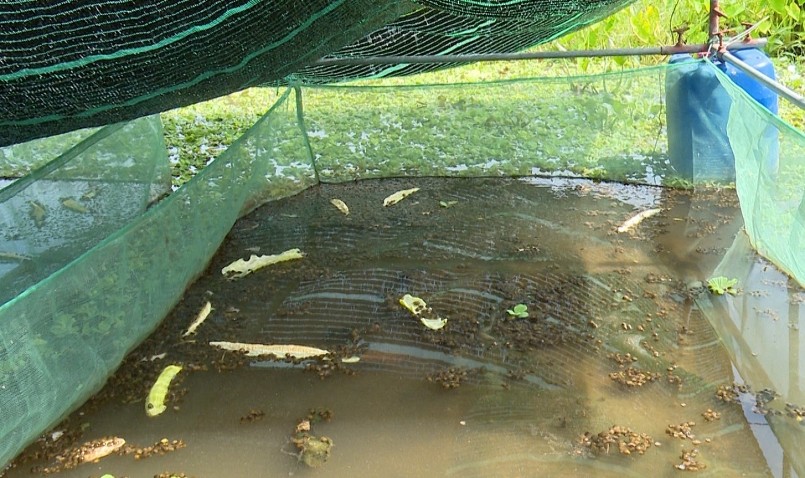 Ông Quang sử dụng chế phẩm sinh học để giữ cho nguồn nước sạch đảm bảo cho ốc bươu ta phát triển tốt.