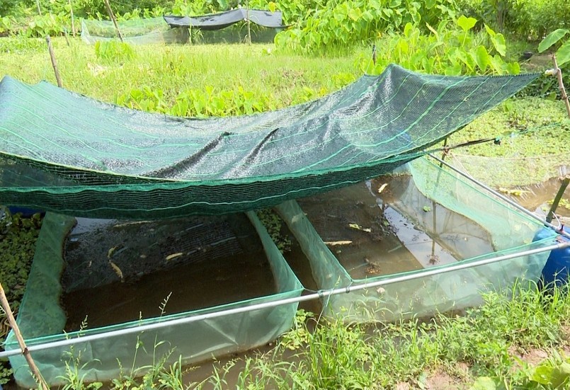 Ông Quang sử dụng nguồn thức ăn tự nhiên và thảo dược để nuôi ốc bươu ta.