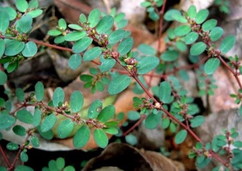 Tác dụng hữu ích của cây cỏ sữa lá nhỏ