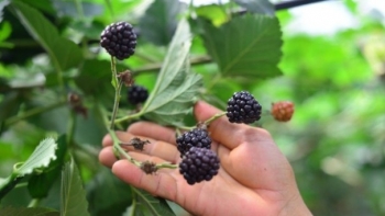 Đem cây mọc hoang về trồng theo mô hình trang trại, bán được từ lá đến quả, nông dân kiếm bộn tiền