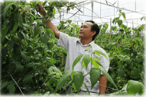 Mô hình trồng phúc bồn tử của anh Quân