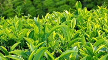 Loại lá ở chợ quê bán 10 nghìn một bó, tưởng ít tác dụng ai ngờ là “thần dược” tiêu diệt khối u