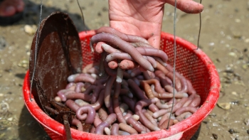 Hò nhau đi đào lộc biển là “mì chính nhà giàu”, người dân kiếm tiền triệu mỗi ngày