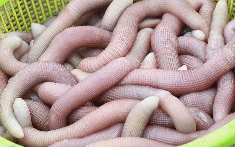 Sá sùng (còn gọi là sa trùng) có vẻ ngoài giống giun đất