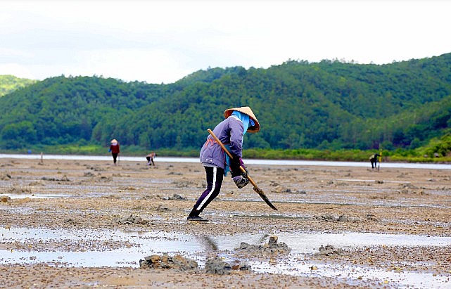 Người dân xã đảo Quan Lạn đào sá sùng