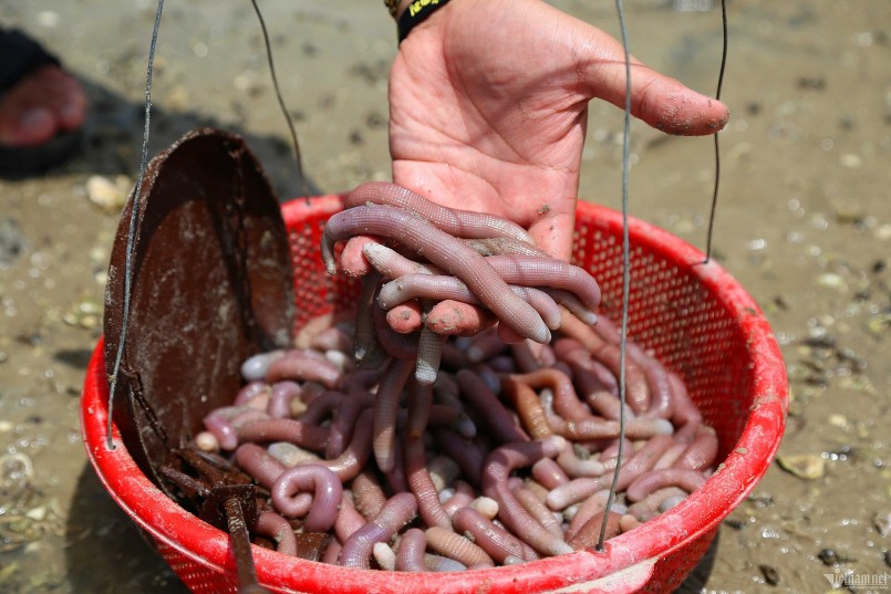 Thành quả sau hơn 2 tiếng đào sá sùng của một người dân trên đảo Quan Lạn