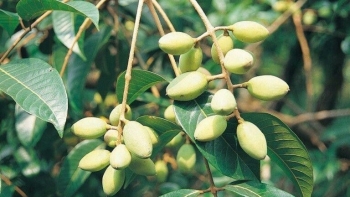 Loại quả thần kỳ ăn vừa ngon lại còn có công dụng tuyệt vời cho sức khỏe