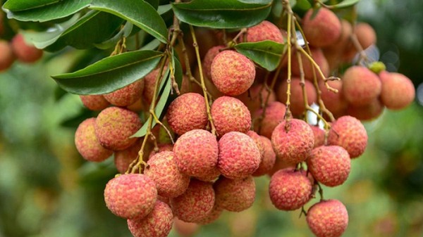 Thưởng thức quả vải, trúng thưởng vé máy bay khứ hồi Úc - Việt Nam