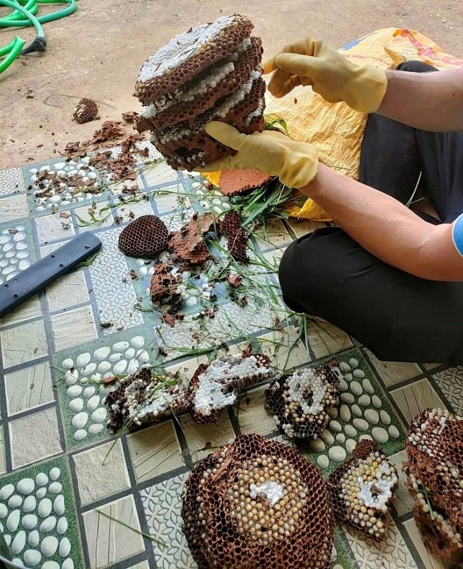 Một tổ ong vò vẽ 4 tầng được anh Tuấn khai thác về lấy nhộng