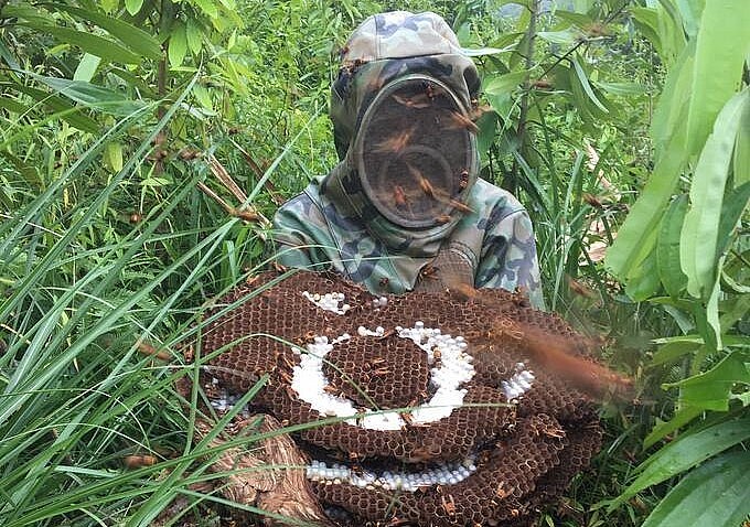 Vào mùa ong rừng các thợ săn thường vào rừng sâu săn ong vò vẽ về lấy nhộng cho thu nhập tiền triệu mỗi ngày.