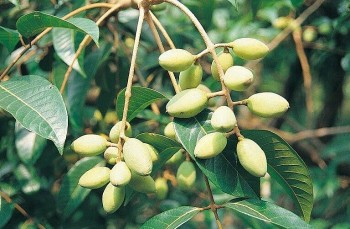 Loại quả thần kỳ ăn vừa ngon lại còn có công dụng tuyệt vời cho sức khỏe