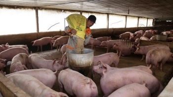 Giá heo hơi hôm nay 18/7: Giá heo vẫn cầm chừng chờ động lực bứt phá mới