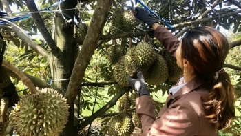 Để nâng chất sầu riêng, tỉnh Đắk Lắk đề nghị được chủ động xuất khẩu trực tiếp sang Trung Quốc