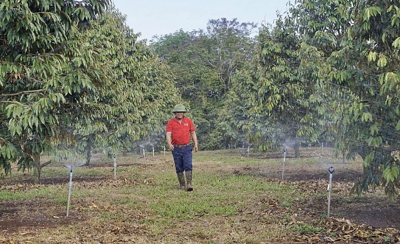 Đắk Lắk hiện đang có diện tích lớn nhất tại Tây Nguyên và đứng thứ 2 cả nước.