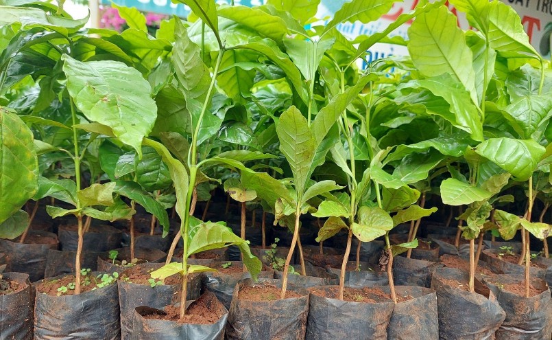 Cây giống cà phê TR4 được người dân lựa chọn trồng nhưng hiện rất khan hiếm.