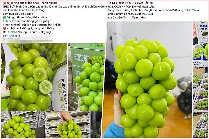 Nho sữa đang được rao bán với giá chỉ từ 100.000 đồng/kg trên mạng